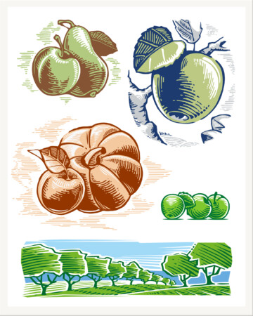 Puuviljade illustratsioonid
